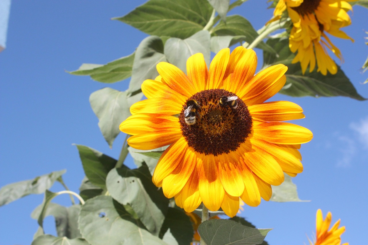 Flower Sunflower Bee - Free photo on Pixabay - Pixabay