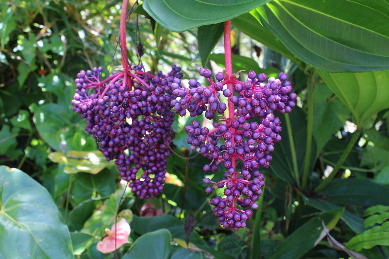 flora-4604771_1280.jpg