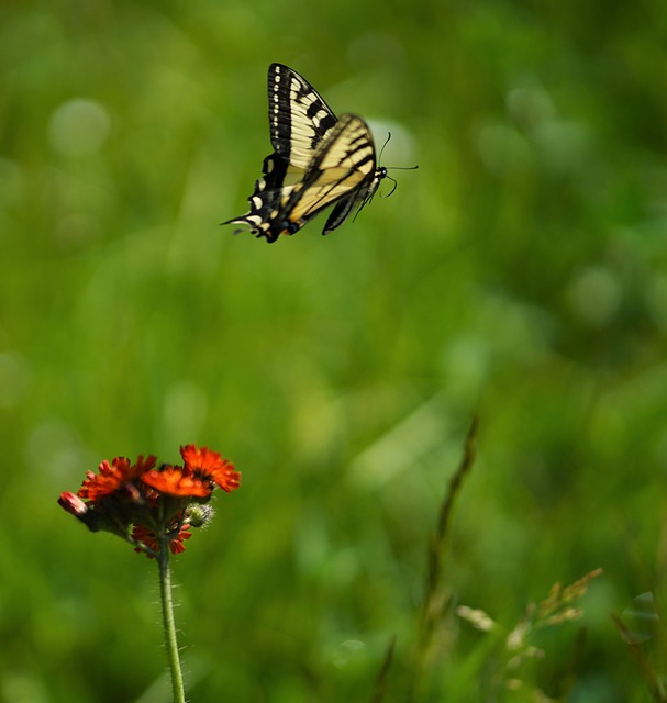 Mariposa, Naturaleza, Vuelo, Ala