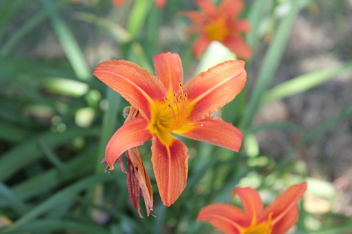 Free Flower Flower Wallpaper photo and picture