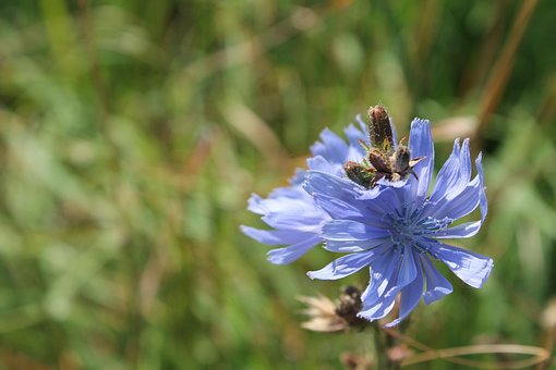 Free Flowers Nature photo and picture