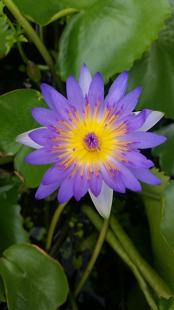 Lotus, ดอกบัว, ดอกบัวไทย, สีม่วง