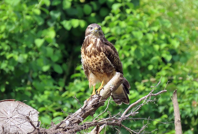 Vogel, Natuur, Dieren In Het Wild, Dier