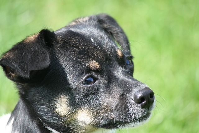 Free Close Up Dog photo and picture