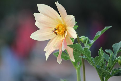 Free Bee Flower photo and picture