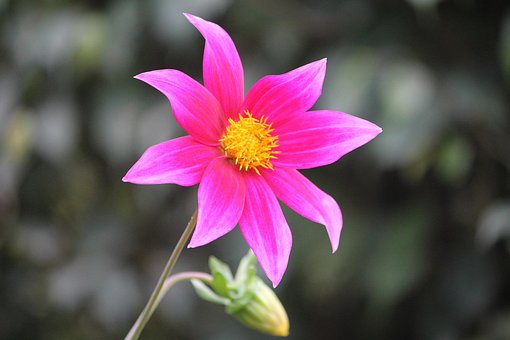 Free Pink Flower Background photo and picture