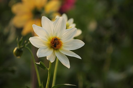 Free Pink Flower photo and picture