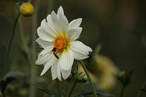 Free Pink Flower Wallpaper photo and picture
