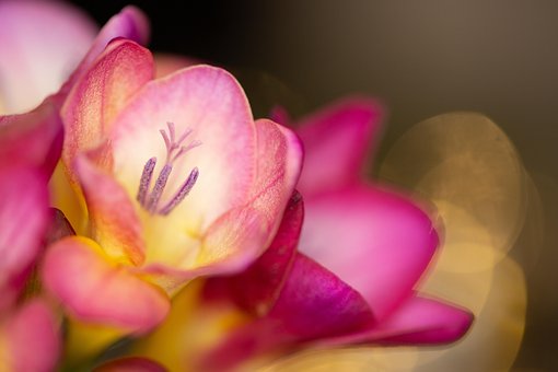 Free Flowers Bulbs photo and picture