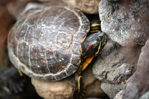 Free Turtle Shell photo and picture