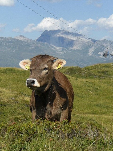 Ko, Bjerge, Græsgange, Landskab, Natur