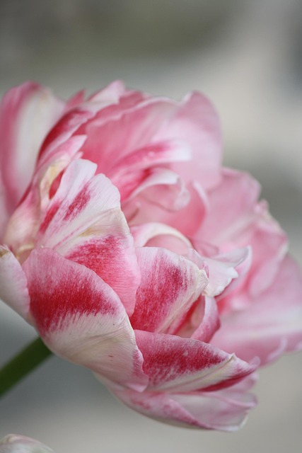 Pfingstrose, Blumen Hintergrund