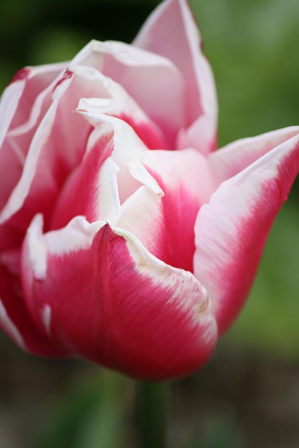 Tulpe, Blume, Natur, Blumentapete