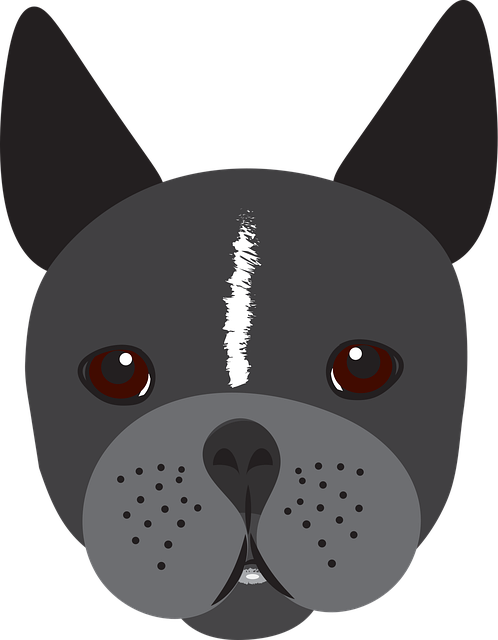 Buldogue, Cachorro, Filhote De Cachorro