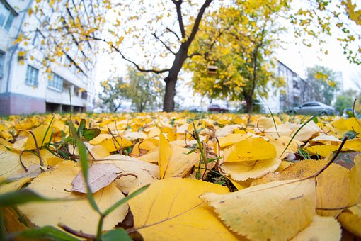 Gran Angular, Otoño, Naturaleza, Hojas