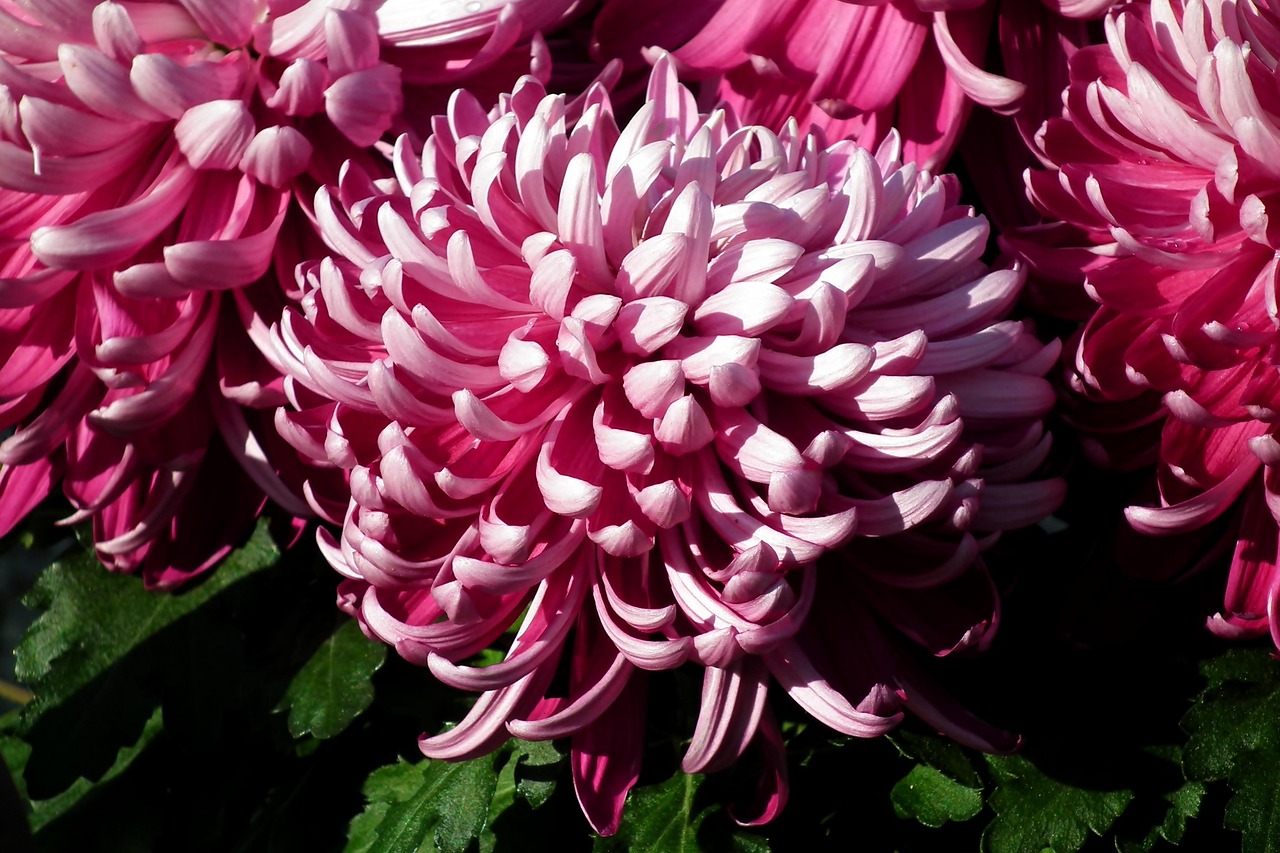Chrysanthemums Flowers Autumn Free photo on Pixabay Pixabay