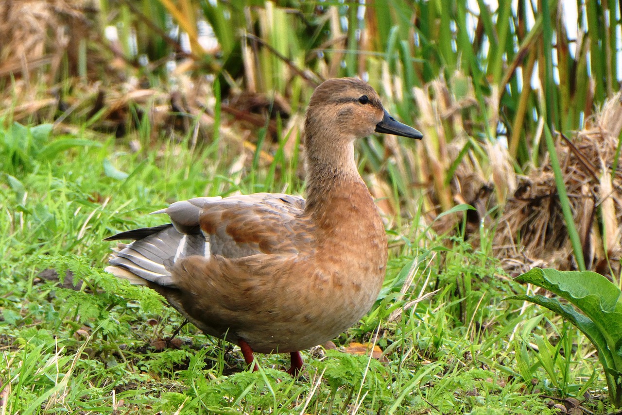 Duck Female Nature Free Photo On Pixabay Pixabay