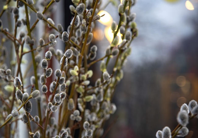 Free Verba Spring photo and picture