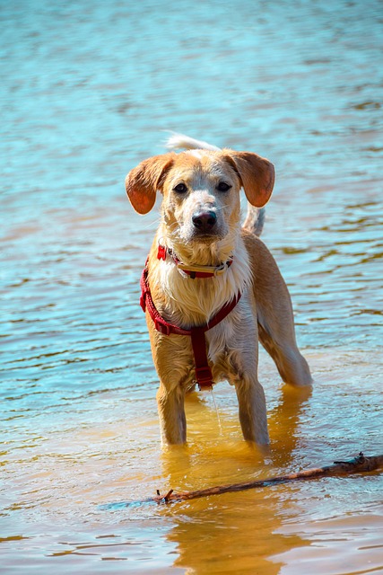 Perro, Cachorro, Mascota, Animal