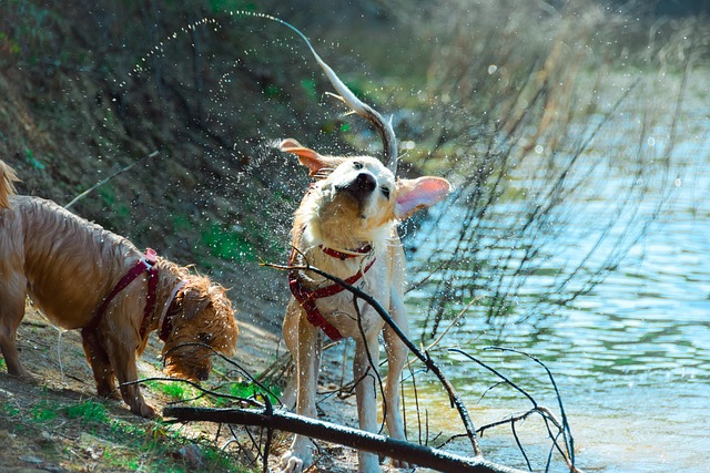 Perro, Cachorro, Mascota, Animal, Linda