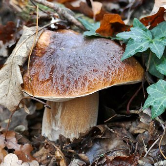 Sopp, Rac, Noble Rot, Herrenpilz