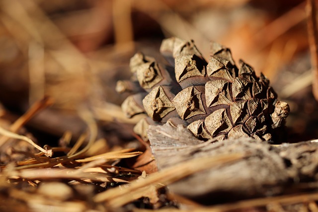 Free Tap Pinecone photo and picture