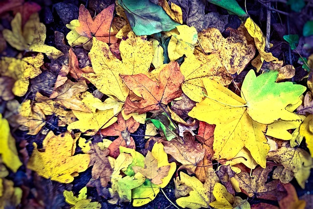 leaves, autumn leaves, fall, pile of leaves, photosynthesis, autumn color, fallen off, multicoloured, yellow, green, brown, nature, photosynthesis, photosynthesis, photosynthesis, photosynthesis, photosynthesis