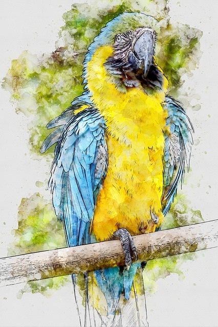 Animal, Papagal, Pădure Tropicală