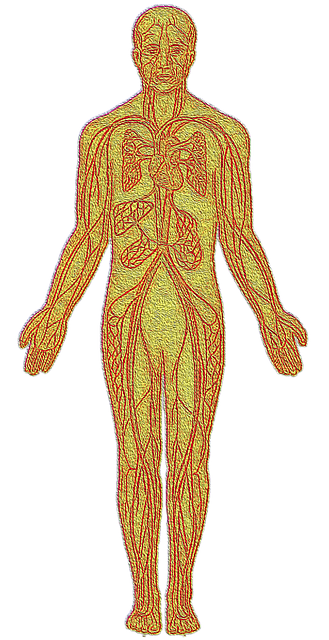 Free Anatomy Heart illustration and picture