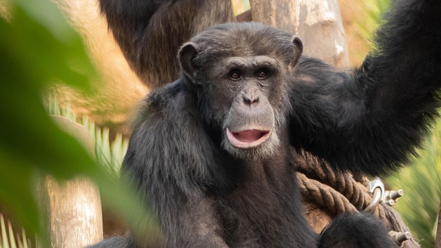 Free Ape Animal photo and picture