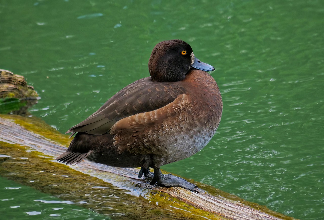 Pato Picture Más de 10 000 imágenes gratis de Duck y Pato - Pixabay