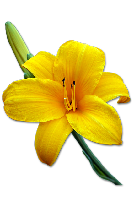 Lilje, Lilje Blomst, Knopp, Blomst