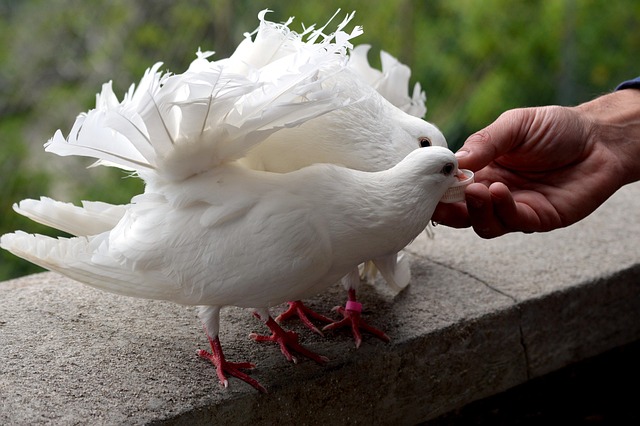 Tauben, Taube, Natur, Vogel, Flügel