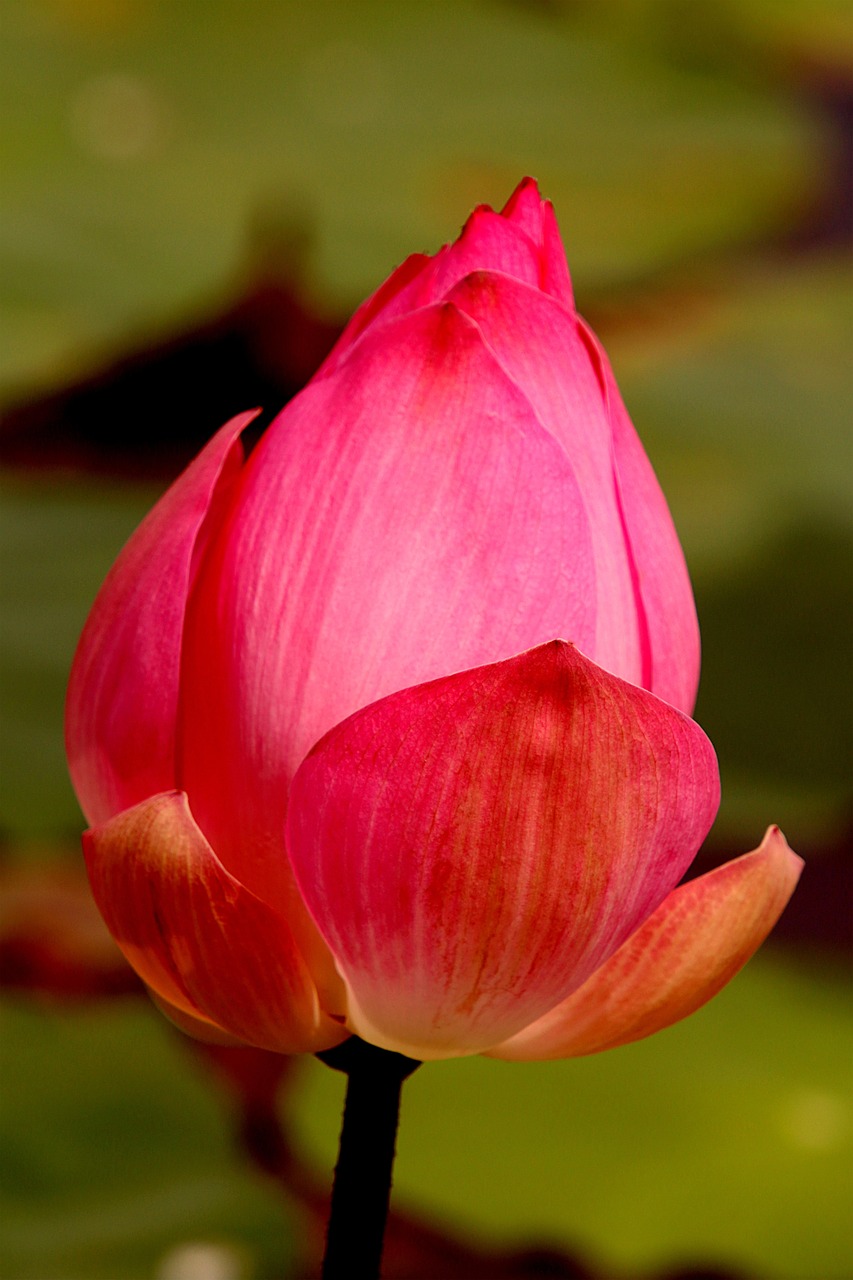 Lotus Flower Pink Sen Viet Free photo on Pixabay Pixabay
