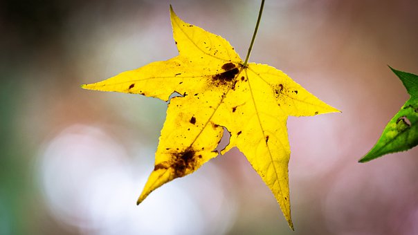 Free Maple Plane Tree photo and picture