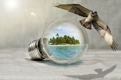 Vogel, Strand, Insel, Licht, Natur