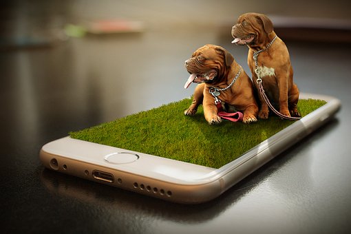 Hunde, Welpen, Hund, Hd-Hintergrund