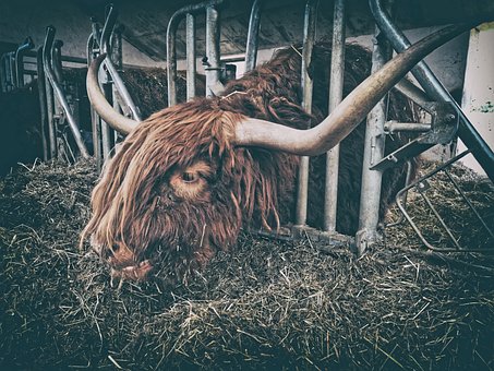 オーロックス、牛肉、農場、食べる、干し草、角