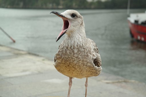 Måge, Råbe, Fugl, Næb, Natur, Dyr