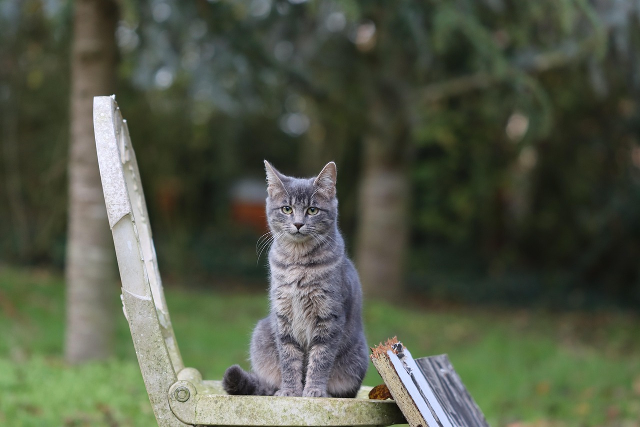 Gato Gris Felino Foto gratis en