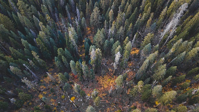 Free Forest Tree photo and picture