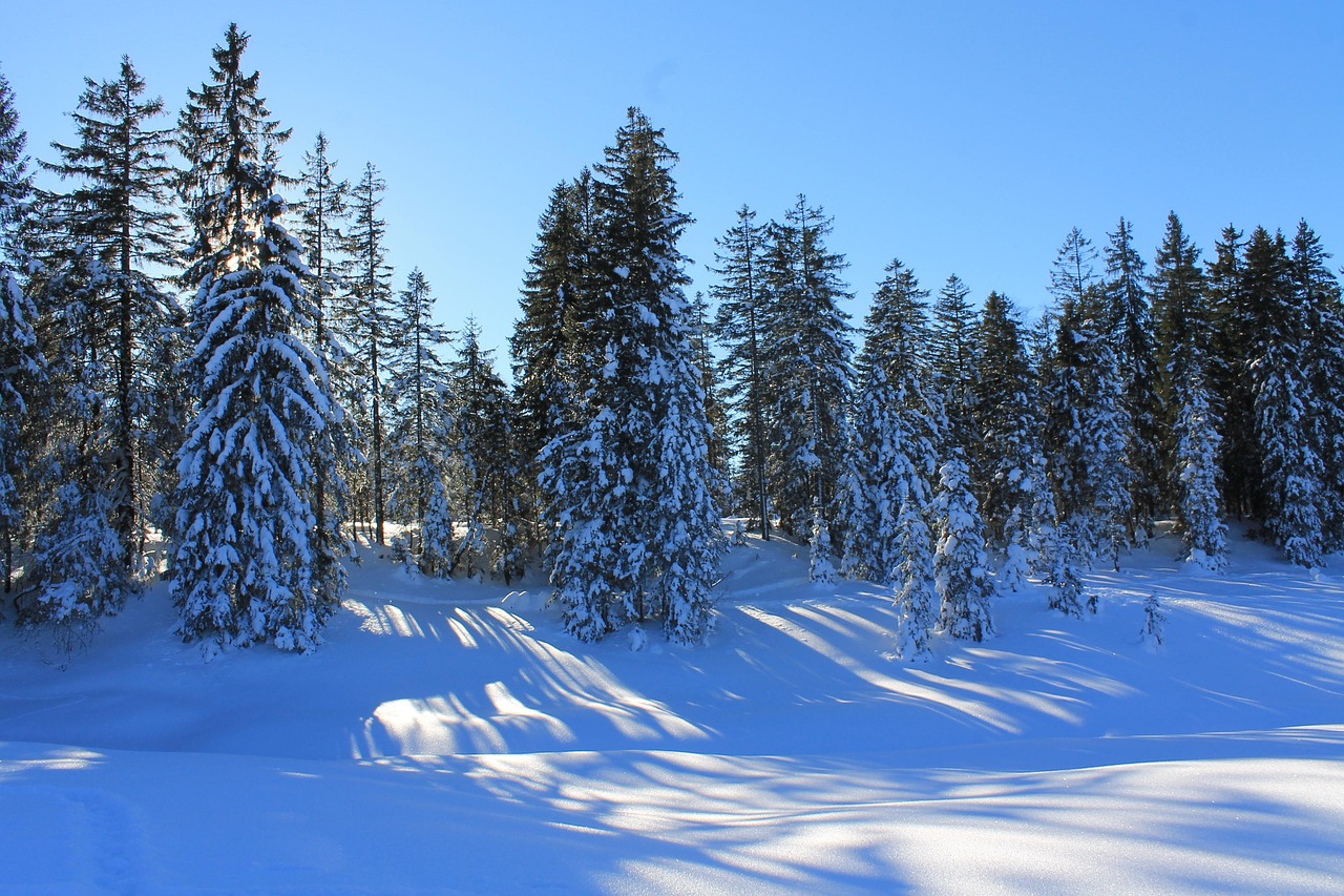 冬天 雪 寒冷的 - Pixabay上的免费照片 - Pixabay
