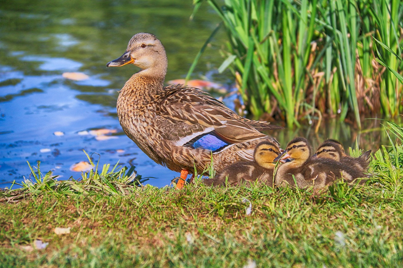 Baby Ducks Following Mother