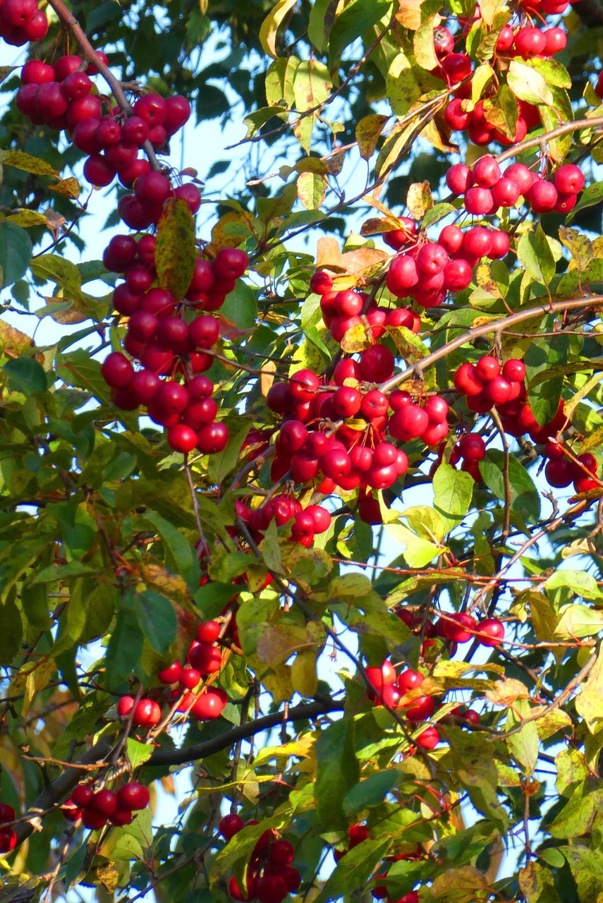 Apel Dekoratif Pohon Merah - Foto gratis di Pixabay - Pixabay
