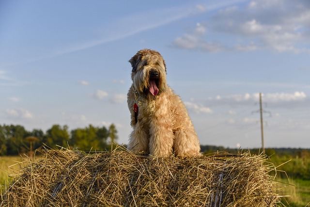 Free Dog Nature photo and picture