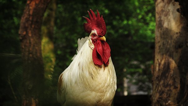 Free Faucet Animal Portrait photo and picture