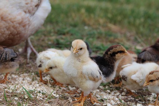 Free Easter Chicken photo and picture