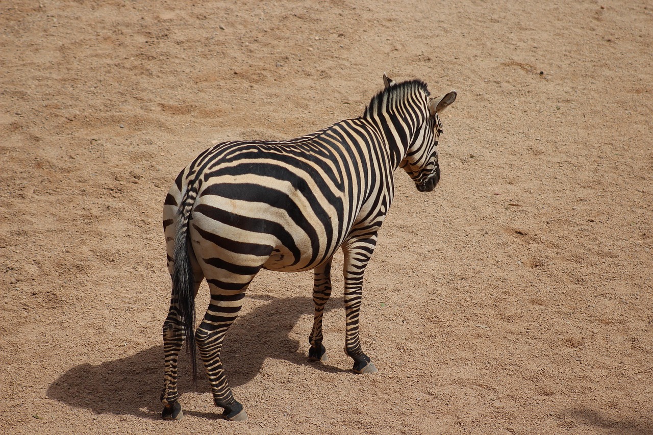 Zebra Stripes Africa Free photo on Pixabay Pixabay
