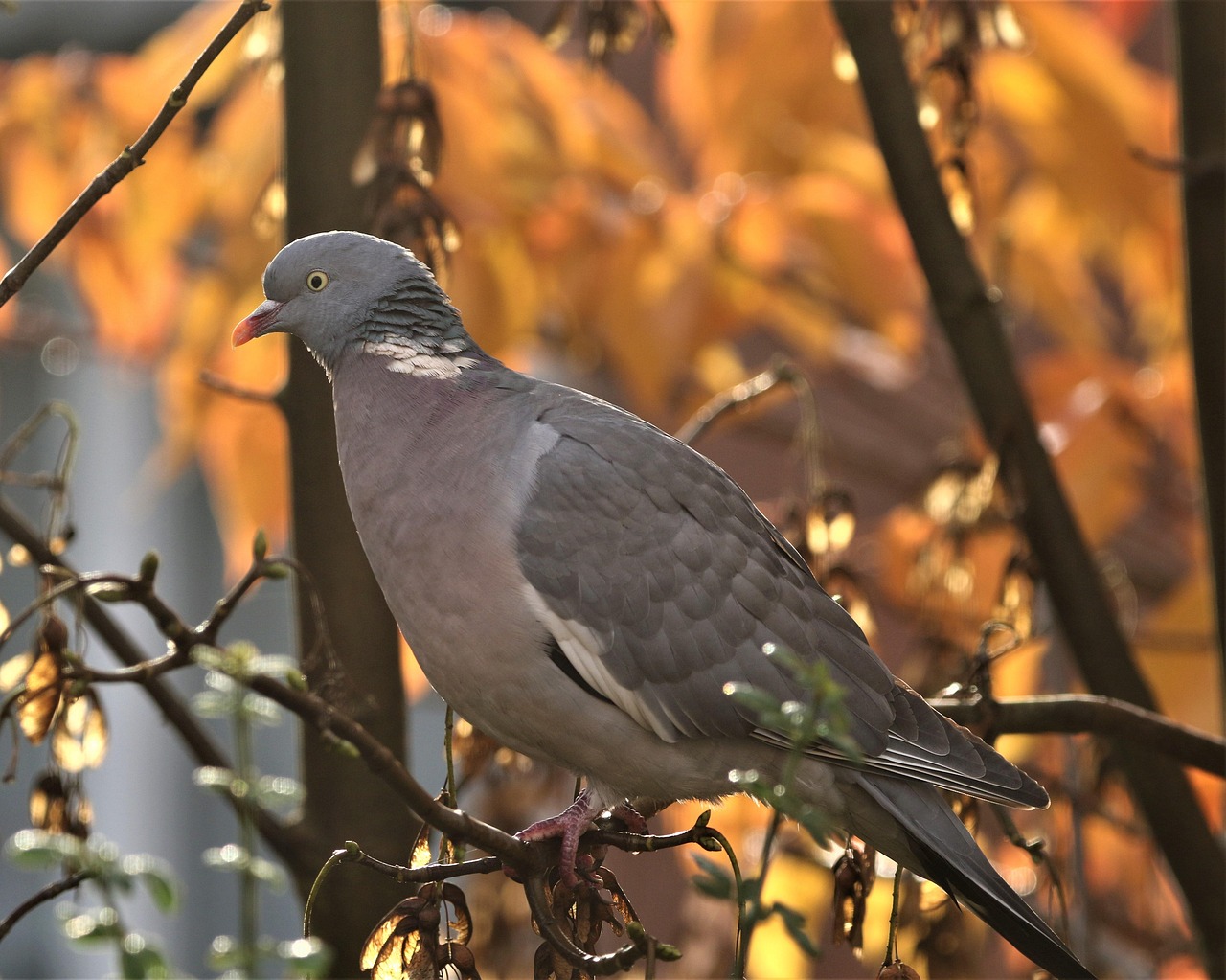 Pigeon Feathers Bird - Free photo on Pixabay - Pixabay