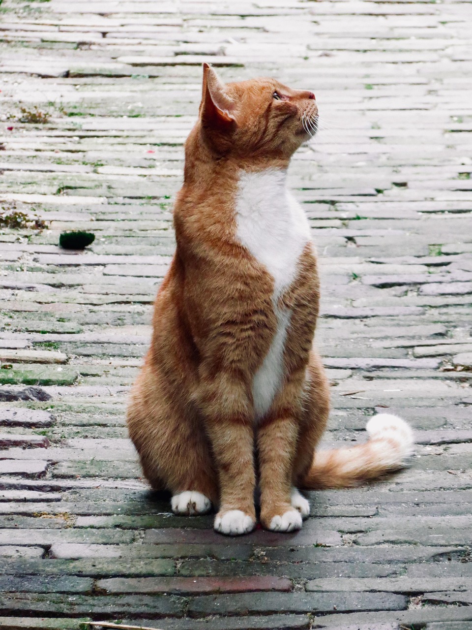 Cat Roux Cobblestones - Free photo on Pixabay - Pixabay